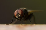 DSC_6219s