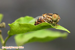 IMG_9359 copy