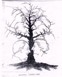 10 face in tree
