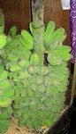 
Fruit 2