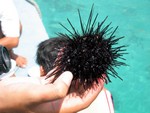 
Sea urchin 1