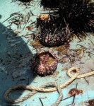 
Sea urchin 2