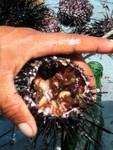 
Sea urchin 3