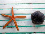 

Star fish