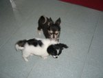 mina�P�p�u���Ybb�k
