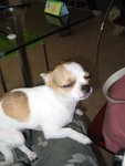 �Ydogside cafe,�n�h���n��@