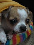 �T�C��, ���X