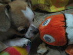 �˿�nemo