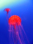 IMG_0696