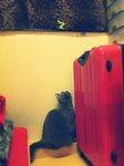 15.4.2012 Nano (3)