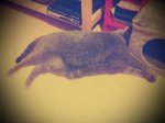 31.7.2011 Nano (1)