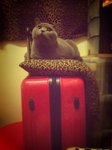 8.2.2012 Nano (4)