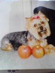 10.6.2004 BoBo (1)