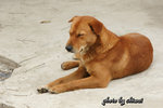 DSC00231 copy