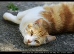 �p���