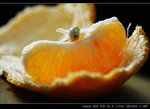 orange2