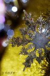 IMG_7682_20071201