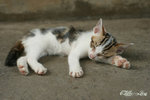 IMG_3891-1
