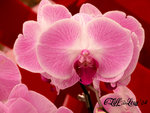 DSCN1026_20040305