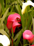 DSCN1073_20040305
