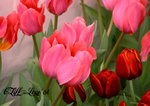 DSCN1128_20040305