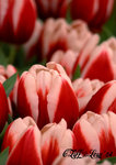 DSCN1131_20040305