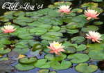 IMG_0032_20040409