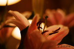 IMG_7800_20071204