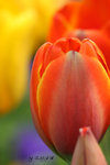 IMG_0482_20080209