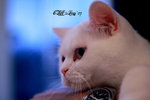 IMG_5779_20070701