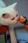 IMG_5800_20070701