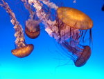 DSCN5568