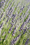 IMG_7649a