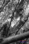 5D_03115bw