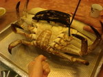 Look At The Claws!!!Bigger than a palm!!! (Yummy >v<!)