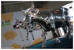 cow01