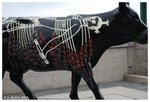 cow07