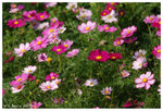 2009_flower_fest_01