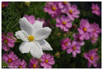 2009_flower_fest_02