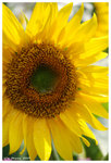 2009_flower_fest_03