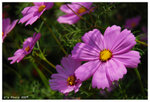 2009_flower_fest_06