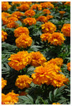 2009_flower_fest_08