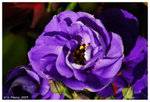 2009_flower_fest_11