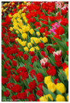 2009_flower_fest_12