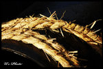 westen_district_08