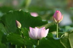 Lotus_004