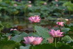 Lotus_005