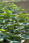 Lotus_012
