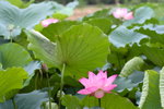 Lotus_017