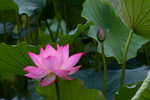 Lotus_021